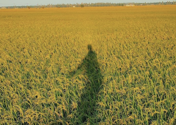 苹果IG转发稻田照 青年摄影师获逾22万赞！