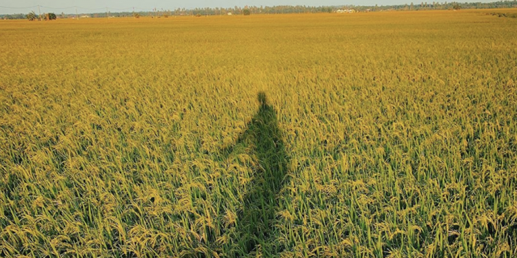 苹果IG转发稻田照 青年摄影师获逾22万赞！