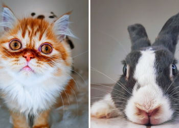 Instagram发宠物萌图 有机会赢三星Galaxy手机！