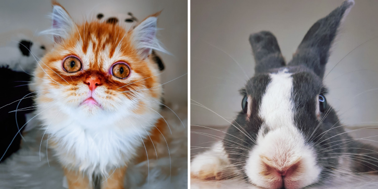 Instagram发宠物萌图 有机会赢三星Galaxy手机！