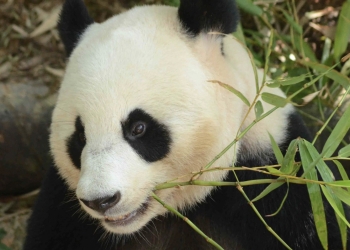 每日限定1250访客！国家动物园已重开