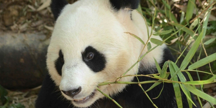 每日限定1250访客！国家动物园已重开