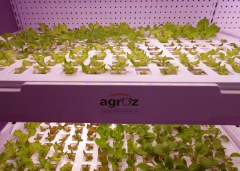 Agroz放眼打造全马最大室内垂直农场