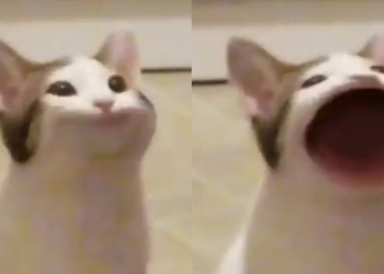 全球疯Pop!马来西亚点击量排世界第二!