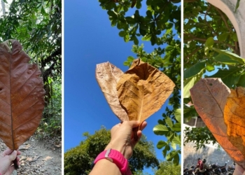 网购竟然有卖叶子？没错，而且销量惊人！