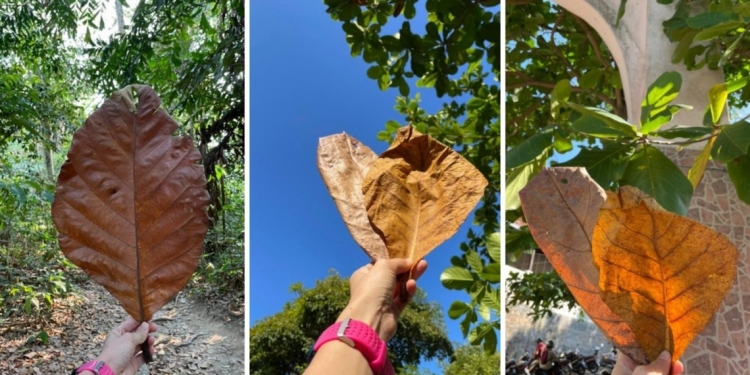 网购竟然有卖叶子?没错,而且销量惊人!