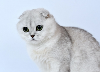 网购RM900苏格兰猫  女教师坠诈骗圈套痛失逾6万