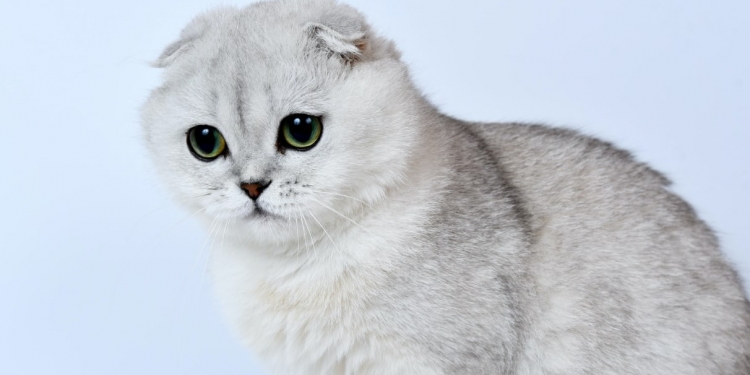 网购RM900苏格兰猫 女教师坠诈骗圈套痛失逾6万