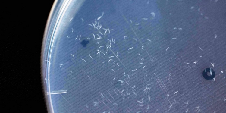 检测新科技？“线虫之鼻”筛检胰腺癌准确性高