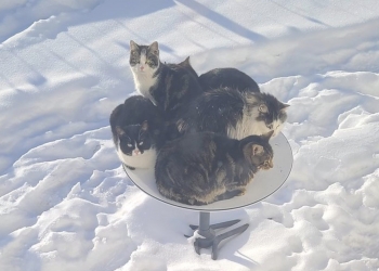 太温暖？ 猫咪“霸占”星链网络卫星碟盘影响服务