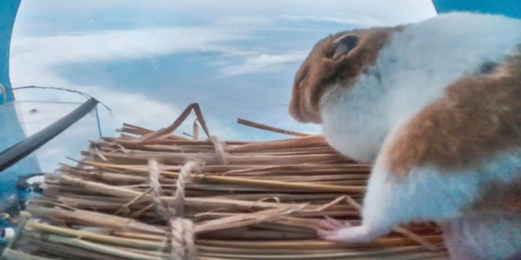 乘坐飞行气球上平流层 仓鼠安全返回地球