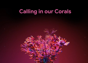 助AI识别“健康珊瑚礁”  谷歌拯救海洋生态计划需要你